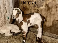 Ziegenbock, Kamori goats — Foto 1