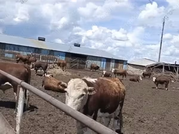 Byk, Kazachska białogłowa krowa