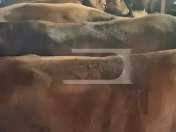 Vaca, Ganado vacuno