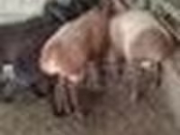 Widder, Arashan sheep — Foto 6