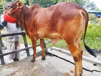 Cow, Cattle — photo 1