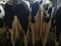 Kuh, Holstein-Rasse — Foto 2