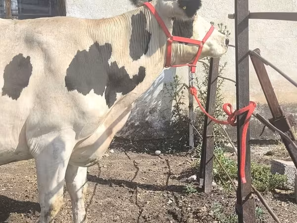 Russian Black pied cattle