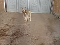 母山羊, Alpine goat — 照片 4