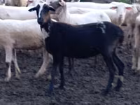 Koyun, Tsigai sheep — foto 4