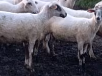 Koyun, Tsigai sheep — foto 1