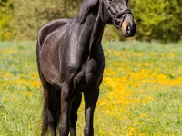 Horse (M), Horses — photo 1