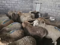 Oveja, Tian-Shan semifinewool sheep — foto 5