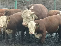 公牛, Yaroslavl cattle — 照片 6