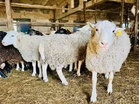 Schaf, Baerchuke sheep — Foto 2