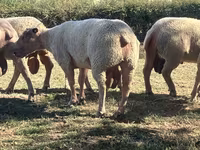 Widder, Charollais sheep — Foto 1