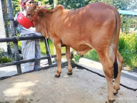 Toro, Ganado vacuno — foto 5