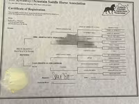 Stute, Rocky Mountain Horse — Foto 5