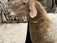 Koyun, Awassi sheep — foto 7