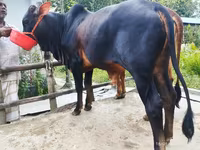Cow, Cattle — photo 2