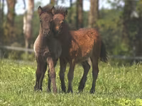 حصان, American shetland pony — الصورة 4