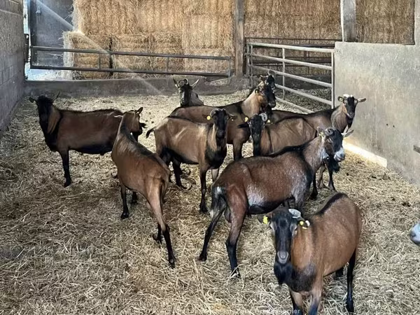Keçi, Alpine goat