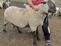 Baran, Hampshire sheep — zdjęcie 3