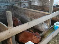 Bull, Cattle — photo 3