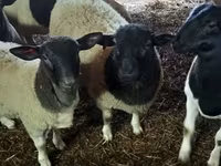 Widder, Dorper sheep — Foto 2