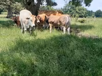 Boğa, Partenaise cattle — foto 2