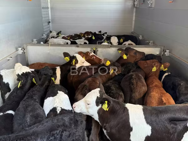 Bulle, Simmental cattle — Polen