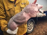 Boar, Pigs — photo 4