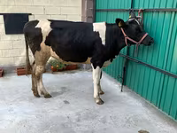 İnek, Holstein ırkı — foto 4
