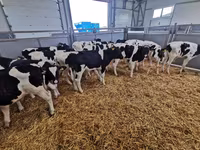 公牛, Cattle — 照片 2