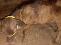 Vaca, Ukrainian Brown Dairy Cattle — foto 5