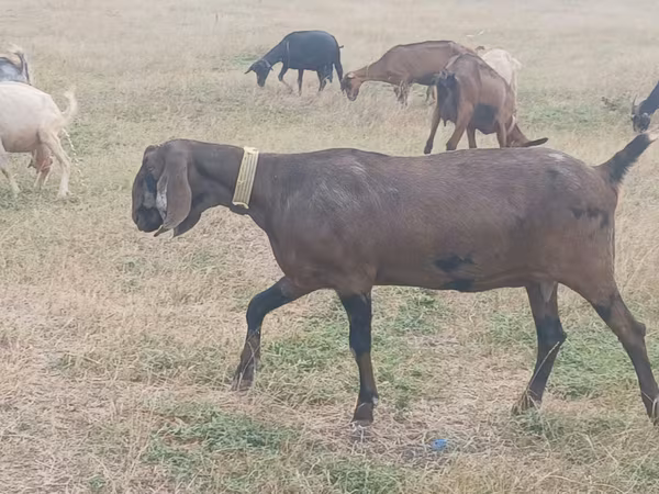 Ziege, Nubian Goat