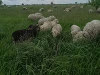 Baran, Merino sheep — zdjęcie 2