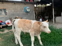 Boğa, Montbeliarde — foto 1