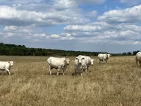 Kuh, Charolais cattle — Foto 3