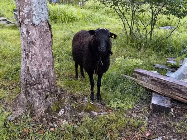 Baran, Romanov sheep
