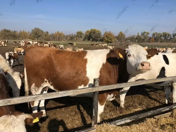 İnek, Kırmızı benekli ırk
