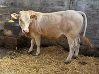 Bulle, Blonde d’Aquitane cattle — Foto 2