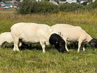 كبش, Dorper sheep — الصورة 3