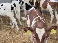 Cow, Cattle — photo 2