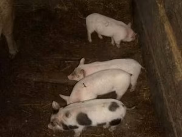 Eber, Schweine