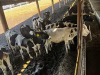 Vaca, Ganado vacuno — foto 2