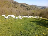 Ziege, Saanen goat — Foto 1