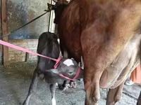 母牛, Red Estonian cattle — 照片 3