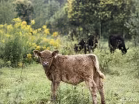 Bulle, Galloway-Rind — Foto 2