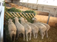 Baran, Dorset horn sheep — zdjęcie 4