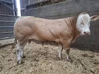 Boğa, Blonde d’Aquitane cattle — foto 1