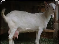 Cabro, Saanen goat — foto 5