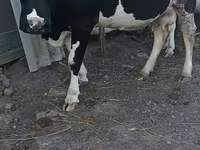 Kuh, Holstein-Rasse — Foto 1