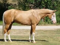 Hengst, Palomino — Foto 2