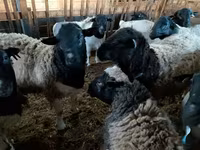 Koç, Precoce sheep — foto 3
